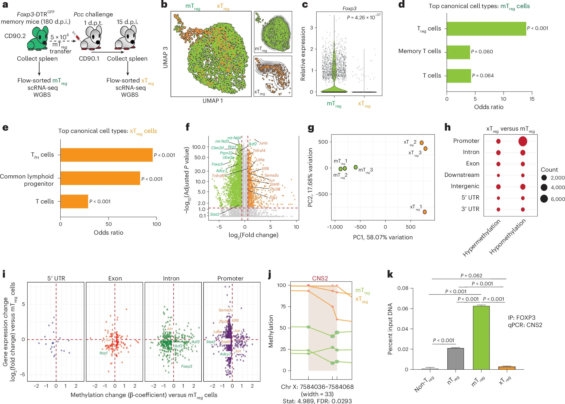 Memory regulatory T cells reprogram into protective TFH cell-like effectors in recurrent malaria