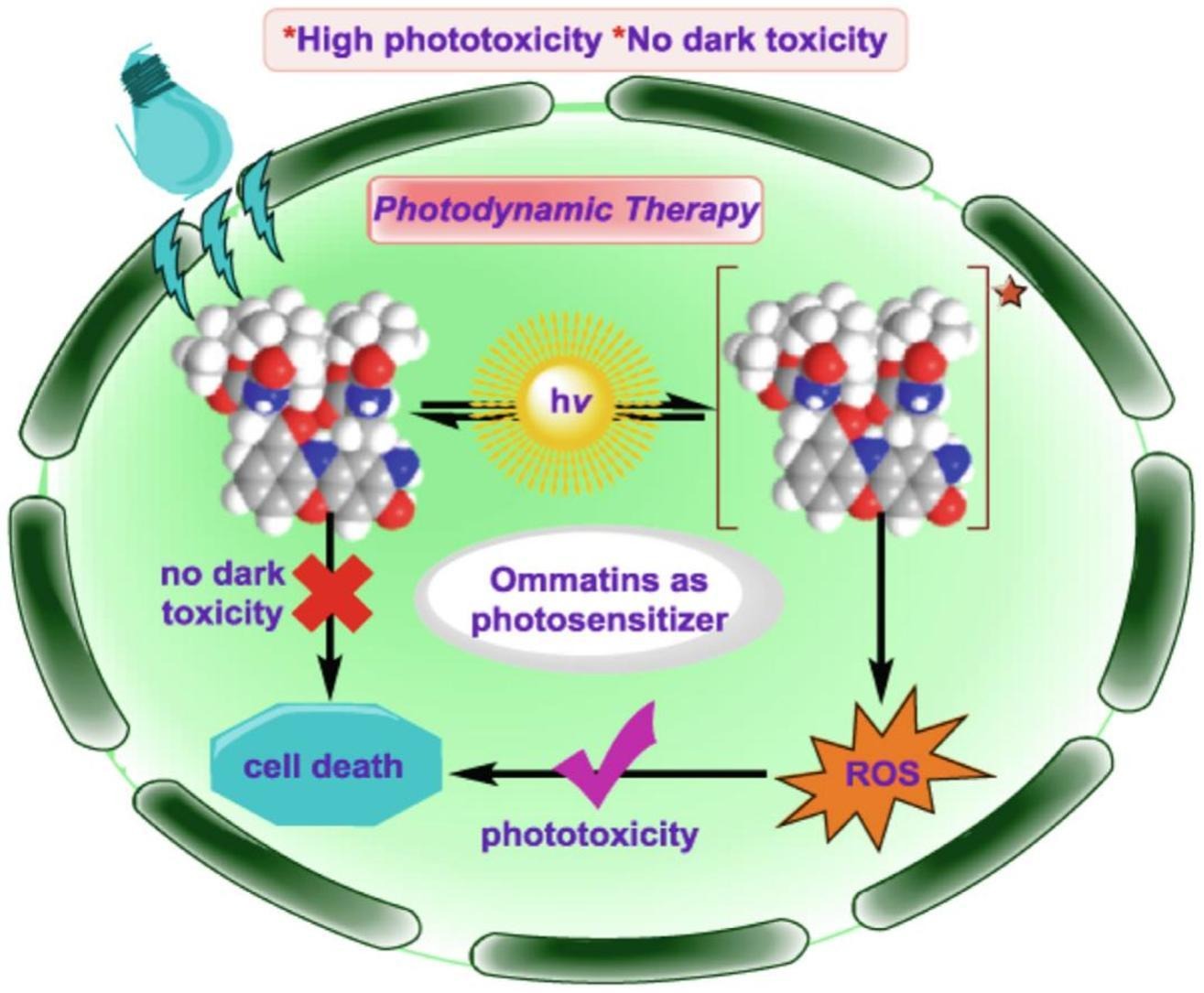 Unlocking the potential of ommatins as sustainable photosensitizers for photodynamic therapy