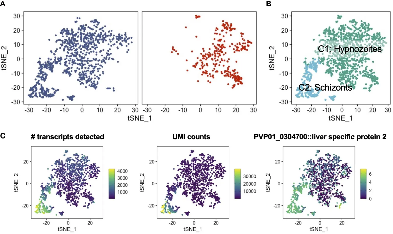 Single-cell RNA profiling of Plasmodium vivax-infected hepatocytes reveals parasite- and host- specific transcriptomic signatures and therapeutic targets